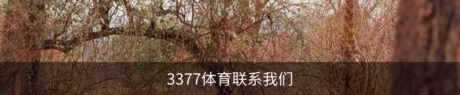 3377体育联系我们